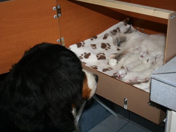 Ragdoll à Malice